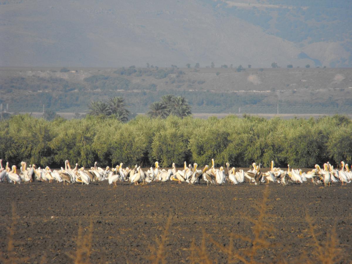 Jordan Valley Birding Lodge Kefar Ruppin Εξωτερικό φωτογραφία