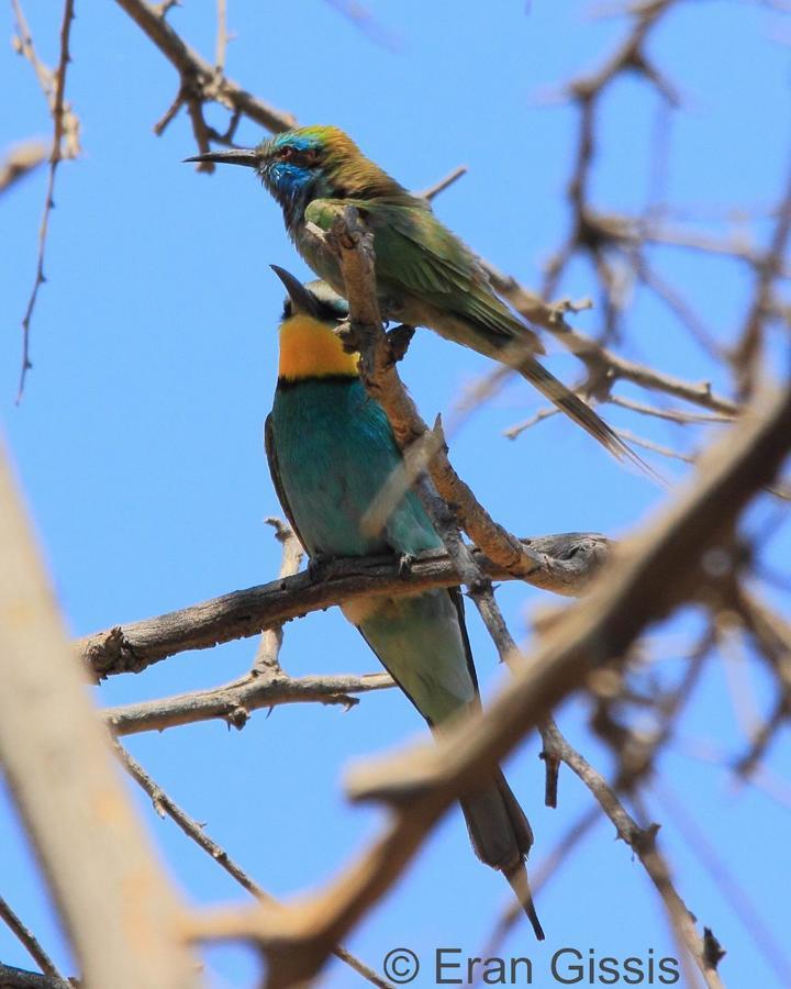 Jordan Valley Birding Lodge Kefar Ruppin Εξωτερικό φωτογραφία