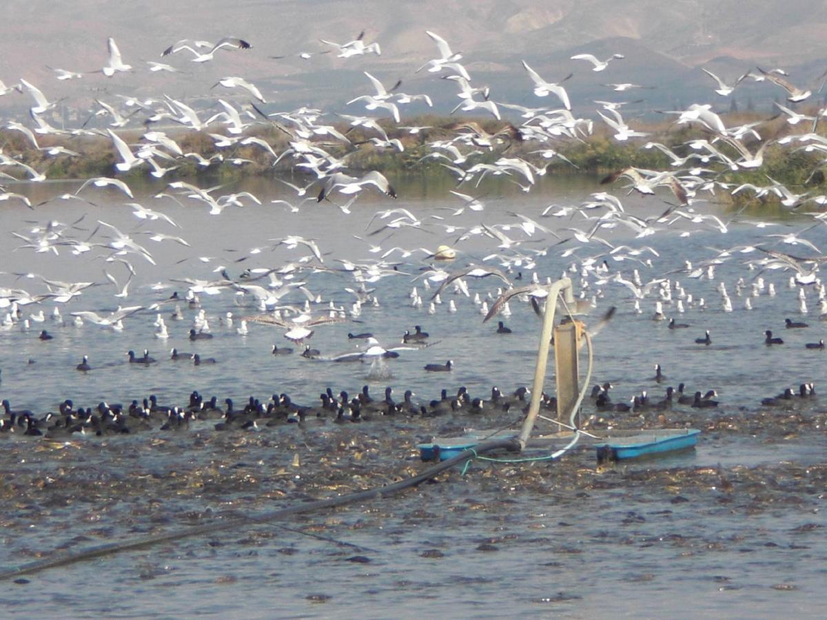 Jordan Valley Birding Lodge Kefar Ruppin Εξωτερικό φωτογραφία