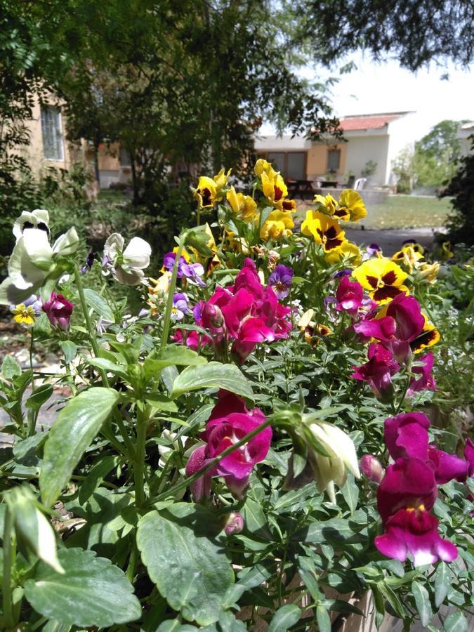 Jordan Valley Birding Lodge Kefar Ruppin Εξωτερικό φωτογραφία